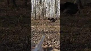 FULL length video on our channel! #hunting #turkeyhunting #turkeyseason