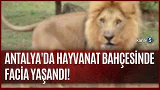 Hayvanat Bahçesinde Dehşet / 4 Yaşındaki Çocuk Aslanın Saldırısına Uğradı