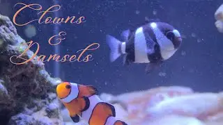 Clowns & Damsels