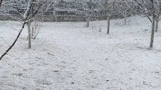 LET IT SNOW