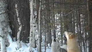 работа лаек по белке
