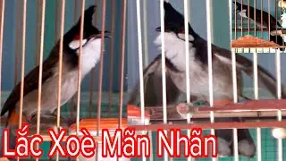 Toàn Chim Rất Víp Mào Lân Đấu Lắc Xoè Mãn Nhãn Và Bổi Rất Gấu Chó 2/11/21 | Khải Chim Hoà Bình