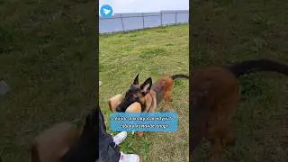 How to teach a dog to fetch an object
