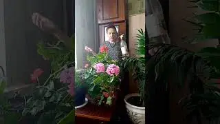 Простота и красота герани