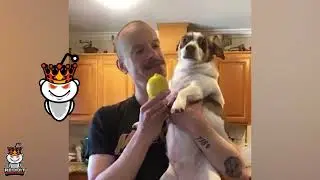 funny dog #short