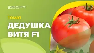 Томат ДЕДУШКА ВИТЯ F1 | 