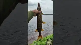 ЩУЧЬЯ РЫБАЛКА#shorts