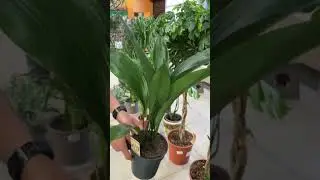 Небольшая прогулка по Грин Парку в Махачкале