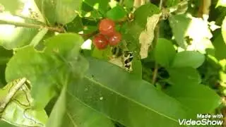 Wild Beach Cherry