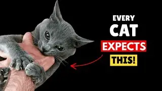 The Unspoken Rules Cats Expect You to Follow