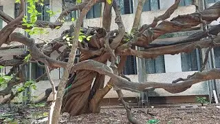 IISc P A R A S i T E twisted tree