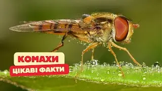 Цікаві факти про КОМАХ