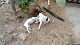 The Cutest Street Puppy Dog Fight