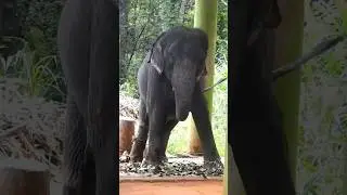 ഇനി സ്വല്പം ഡാൻസ് ആയാലോ !🕺🏻💃. Elephant dancing🐘💥 #elephant#elephants  #elephantdance #funnyelephants