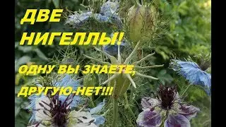 НИГЕЛЛА. ТАКАЯ ПОХОЖАЯ,НО ТАКАЯ РАЗНАЯ!!!