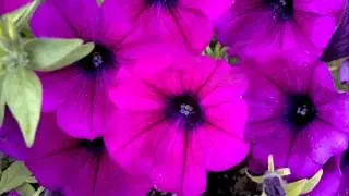Fiori hd