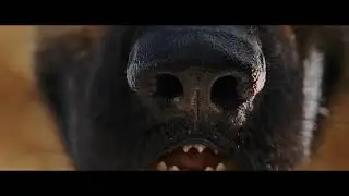 beverly hills chihuahua (2008) - delgado gets his scent back