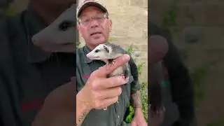 Baby Opossum Mighty Bark 😆 