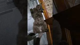 Cat cute