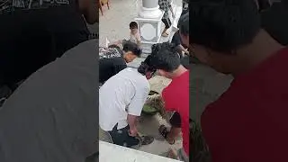 acara yebelih kambing