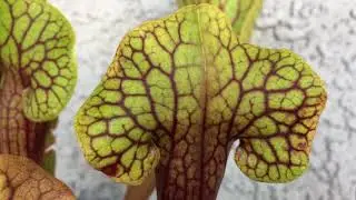 Sarracenia Catesbaei