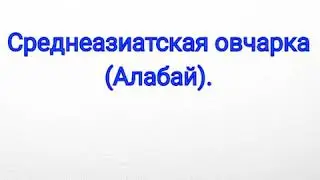 Порода: Среднеазиатская овчарка (Алабай)
