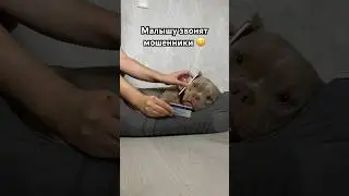 Собаке звонят мошенники. Малыш против мошенников 😎🥶 