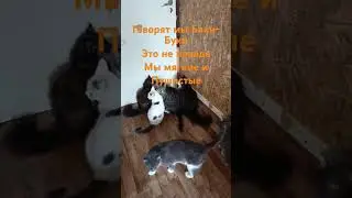 #приют #Коты в ожидании ужина 🤗😻❤️
