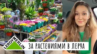 В Леруа Мерлен за растениями