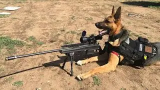 10 Best Trained & Disciplined Dogs in the World!