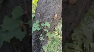 ikaw pala ang dahilan bakit hindi kami makatulog sa gabi ha, anong insekto ito?