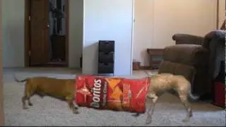 chinese crested gets doritos