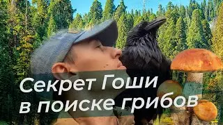 Waiting for the Cardinal / A long hike with Gosha: mushroom picking and swimming in a puddle