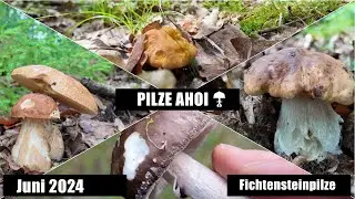 Fichtensteinpilze im Juni! Kaum zu glauben