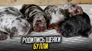 РОДИЛИСЬ ЩЕНКИ АМЕРИКАНСКИХ БУЛЛИ! БРОНЬ, ЦЕНА, ОКРАС, ДОСТАВКА