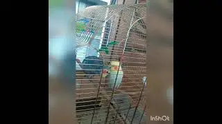 Попугаи Корелла-Нимфы ➡️Самое милое видео➡️Гоша и Боня ➡️Обнимашки➡️Любовь, она такая//Funny Parrots