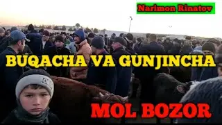 ЖОНДОР МОЛ БОЗОРИ ГУНАЖИН ВА БУКАЧА НАРХЛАРИ JONDOR MOL BOZORI GUNAJIN VA BUQACHA NARXLARI