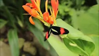 Beautiful butterfly in world