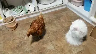 Чистим зоб у курицы