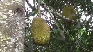 Jackfruit 