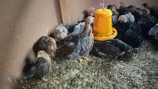 Билефельдеры, первый месяц прожили...