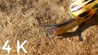 || Snail || 4K videos|| Non copywrited ||