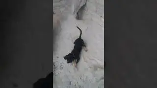 Это молли оцените! 🐕🐕🐕🐕🐕
