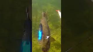 Big girls look grumpy. #shorts #fishing #new #рыбалка