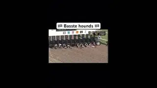 🏁 Basset hound racing 🏁 
