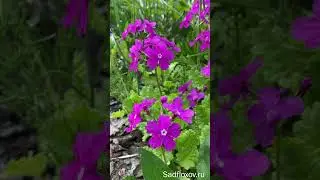 Расцвели примулы Зибольда 