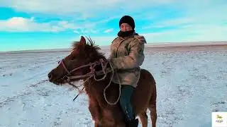 Жетім тай байтал.Жабағы үйретілді. Кобылка сирота,обучили жеребенка