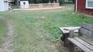 Free range geese