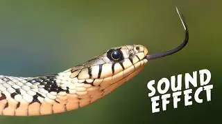 Snake Hissing Sound Effect (to scare off critters or what-have-you)