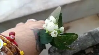 Meu jardim de temperos